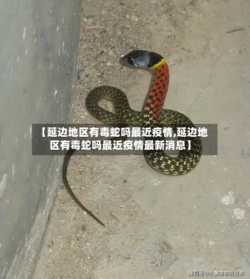 【延边地区有毒蛇吗最近疫情,延边地区有毒蛇吗最近疫情最新消息】-第3张图片